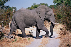 Roadblocks #2 : Definitely  a matter of size